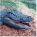 American Alligator  "Jaws"