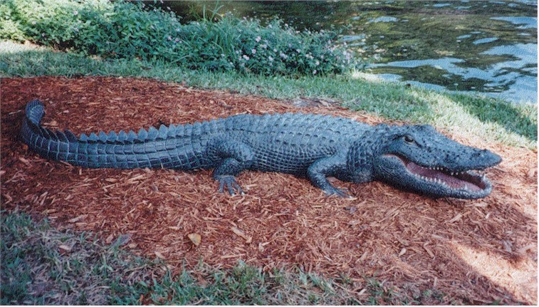 American Alligator "Jaws"