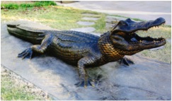 14 ft Alligator at Jenks OK Aquarium