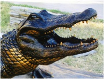 14 ft Alligator Head at Jenks OK Aquarium