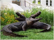 Alligators