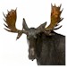Moose "Marsh Fellow"