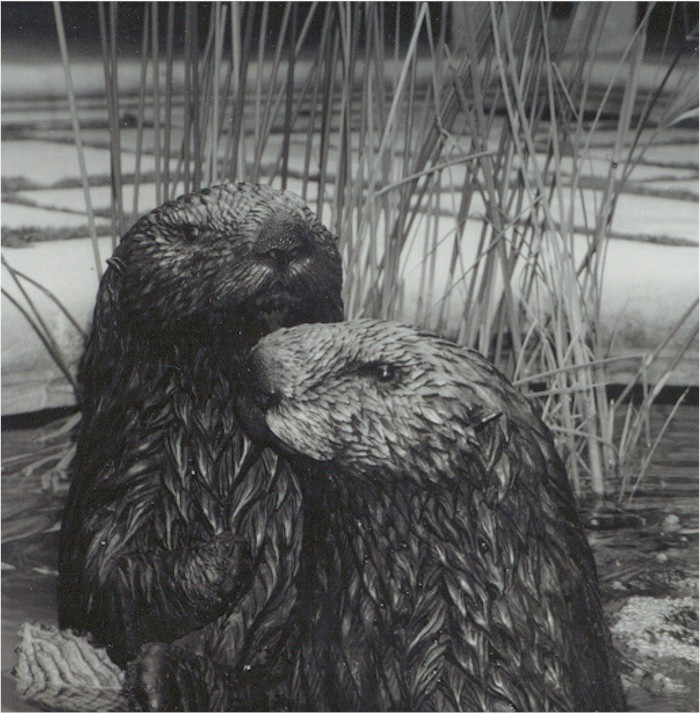 Sea Otters