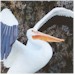 White Pelican "Maestro"