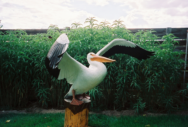 White Pelican "Maestro"