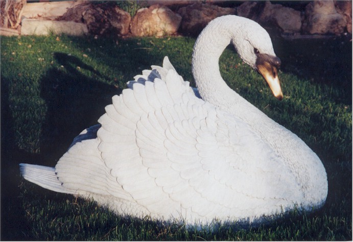 Mute Swan "Maiden Voyage"