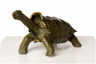 Galapagos Tortoise "Saddleback"